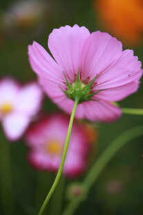 粉色波斯菊特写