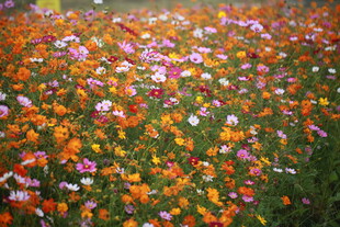 五彩斑斓的野花盛放图景