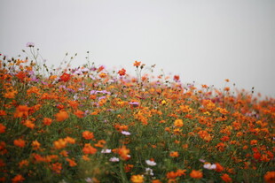绚烂花海绽放自然之美