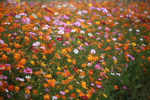 绚烂多彩的格桑花盛放地