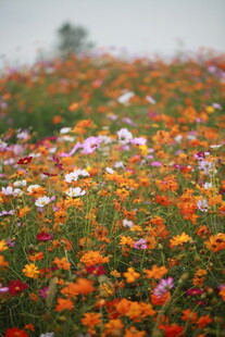 绚烂花海绽放迷人色彩