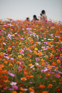 花海中漫步的温馨身影