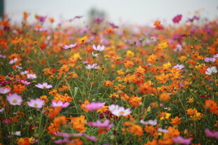 绚烂花海绽放多彩世界
