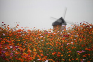 花海中的风车美景
