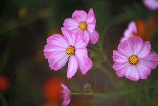 娇艳粉色花朵绽放