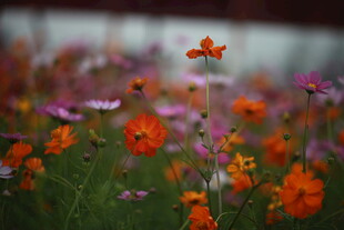 多彩花丛中的美丽蝴蝶
