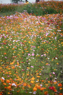 多彩花田绽放绚烂美景