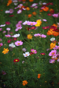 多彩野花绽放于绿草地