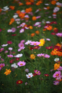 缤纷花海 绽放多彩美丽