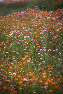多彩野花铺满翠绿草地