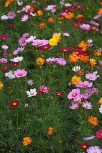 五彩斑斓的花卉盛放场景