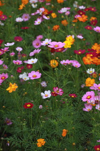 五彩斑斓的花卉绽放