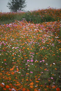 花海烂漫 自然绚丽之景