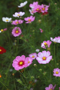 烂漫波斯菊绽放于绿野