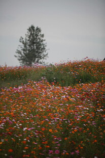 花海中独立的一棵树