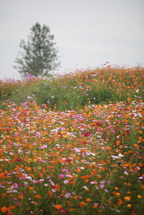 花海中独立的一棵树