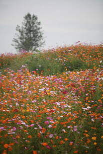 花海中独立的一棵树