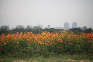 橙色花海 自然美景如画