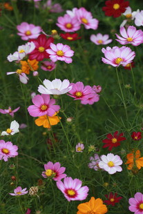 多彩格桑花绽放于草地