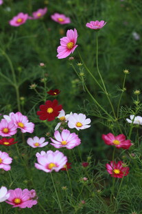缤纷格桑花绽放于绿野