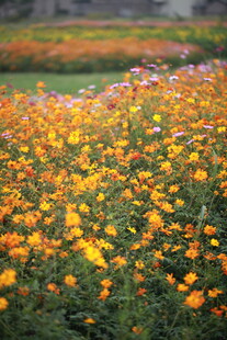 绚烂花海绽放迷人色彩