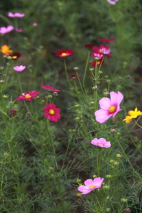多彩格桑花绽放于绿野