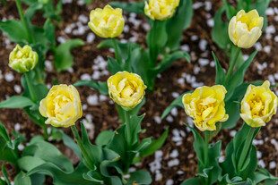 黄色郁金香花卉绽放