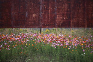 木栏前绽放的多彩小花