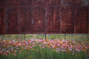 红墙下的缤纷野花