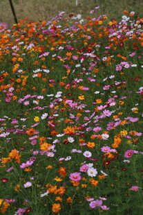 多彩花卉铺满翠绿草地