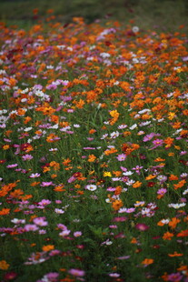 五彩斑斓的烂漫花海