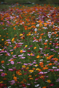 多彩野花绽放的美丽草地