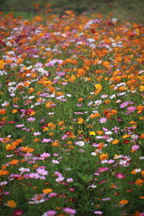 五彩斑斓的花海绽放