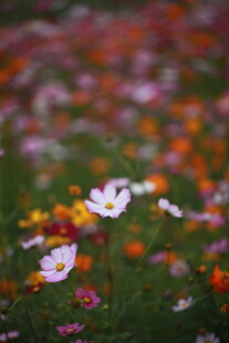 缤纷花海中的娇艳小花