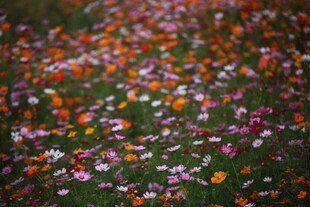 缤纷花海铺满翠绿草地