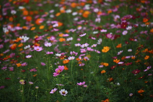 多彩野花绽放于绿野