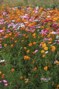 多彩格桑花绽放的花田