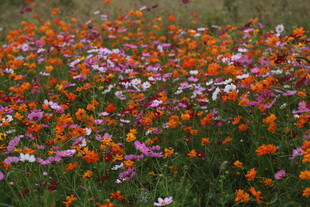 多彩花海绽放自然之美