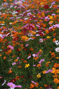 缤纷花海 绽放自然之美