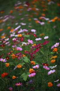 多彩野花绽放于绿茵间