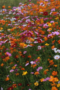 五彩斑斓的野花盛放场景