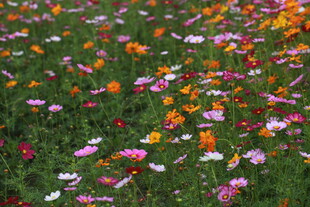 五彩斑斓的野花盛放场景