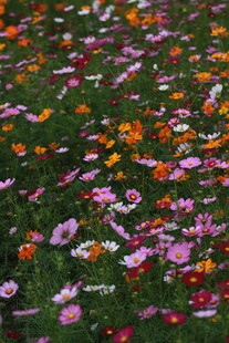 缤纷花海绽放绚丽色彩