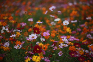 多彩野花绽放的美丽图景