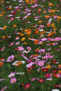 缤纷花海 绽放自然之美