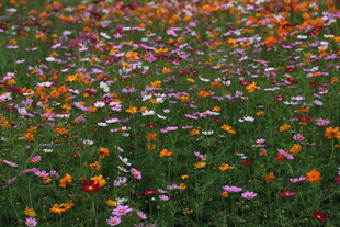 五彩斑斓的野花盛放图景