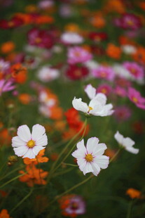 多彩格桑花绽放美景