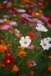 多彩格桑花绽放于绿野