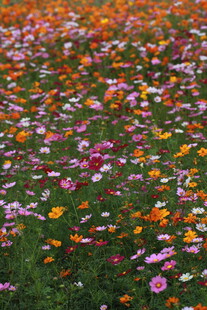 多彩格桑花花海美景