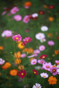 缤纷野花绽放于绿野